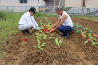 冬野菜の定植作業