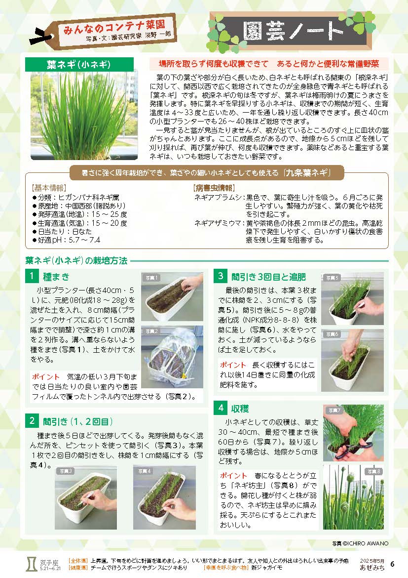葉ネギ