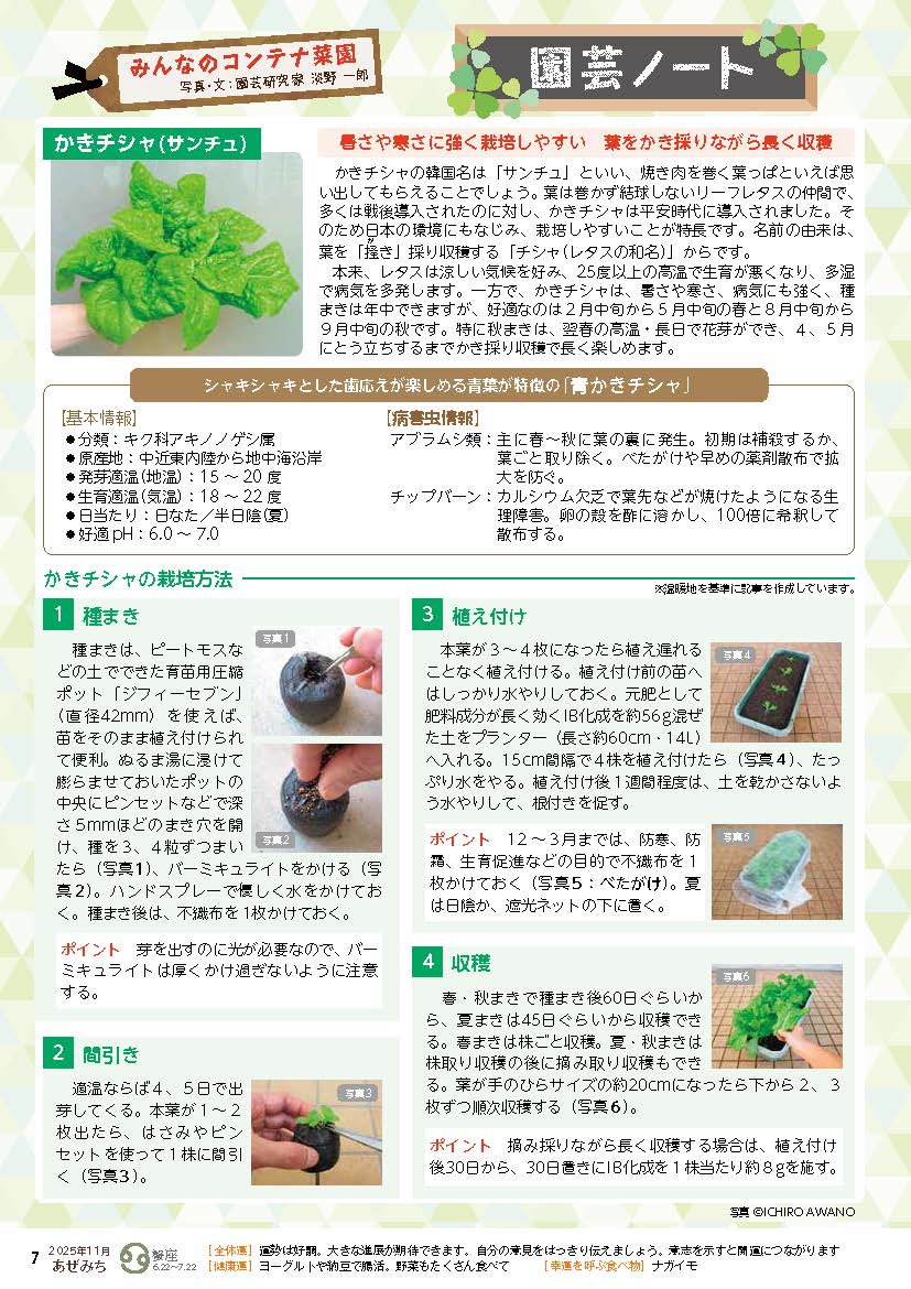 かきチシャ（サンチュ）