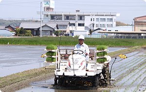 田植え