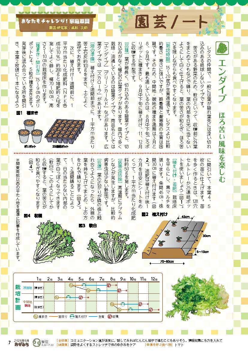 エンダイブ