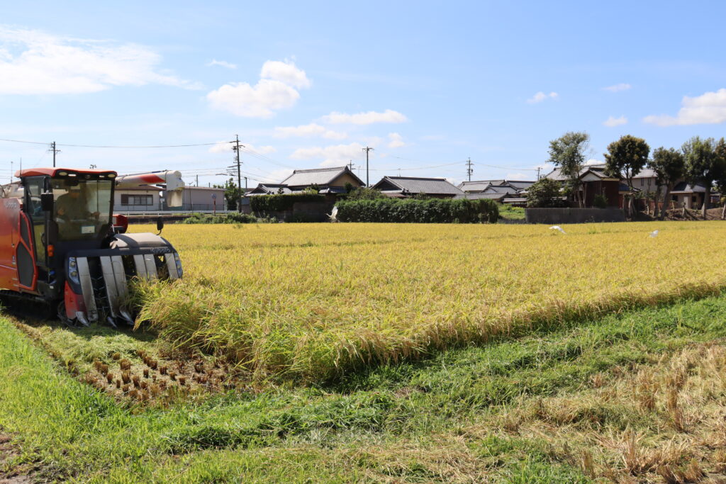 🌾✨新米の季節がやってきた！✨🌾